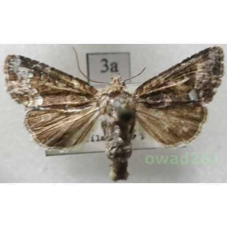 Oligia strigilis (Linnaeus, 1758) Czech3a